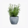 product-image-5_optimized Faucibus Interdum